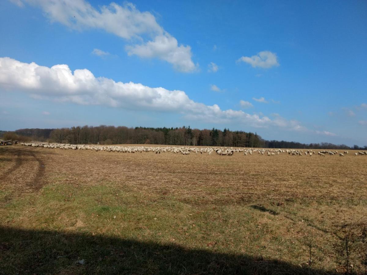 Fewo Haus Patze Betzendorf Екстериор снимка